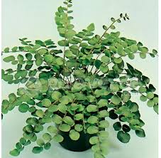 Image result for Pellaea