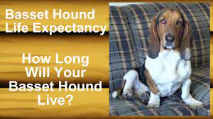 Basset Hound Life Expectancy How Long Will Your Basset Hound Live