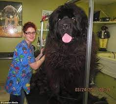 Pin On Funny Dogs