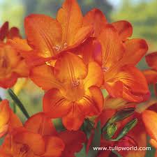 Image result for Freesia