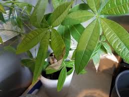 This is sometimes accompanied by the leaves turning soft. Indoor Plant Leaves Turning Yellow Fixes For 7 Common Causes The Practical Planter