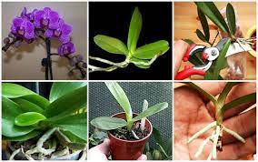 How To Propagate Orchid Easily At Home Growing Orchids Orchid Propagation Orchid Flower