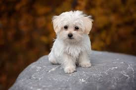 Maltese Cute Small Dogs Toy Dog Breeds Popular Dog Breeds