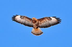 Flying Buzzard Buzzard Common Buzzard Birds Of Prey