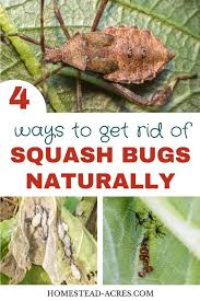 How to get rid of bugs on zucchini org. How To Get Rid Of Squash Bugs Squash Bugs Garden Pests Squash Bugs Spray