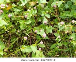Image result for Persicaria nepalensis