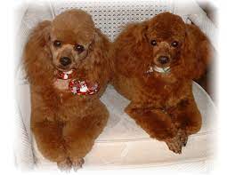 Toy Poodles For Sale Red Apricot Brown Black Miniature Poodle Puppy Puppies For Sale Breeding Breeder Toy Poodle Red Poodles Poodle Puppy