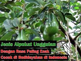 Alpukat maluma cenderung mirip has, hampir sama persis, bahkan nama lainnya adalah hass maluma. Inilah 8 Jenis Alpukat Unggulan Dengan Rasa Paling Enak Dan Paling Cocok Di Budidayakan Di Iklim Indonesia Jualbenihmurah Com