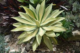 Image result for Agave attenuata