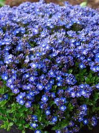 Image result for Veronica abyssinica