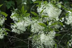 Image result for Chionanthus foveolatus