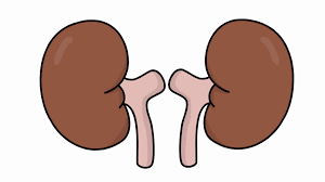 Kidney Cartoon Png Kidney Failure Disease Cartoons are the first generation animations which are mainly designed for the entertainment of the kids however like most of the innovations. kidney cartoon png kidney failure disease