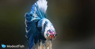 Rinse it thoroughly with fresh tap water. Betta Fish Care Sheet Expert Guide For Aquarists