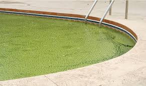 Maybe you would like to learn more about one of these? Why Is My Swimming Pool Water Turning Green Lo Chlor Specialty Chemicals