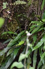 Image result for Elaphoglossum macropodium