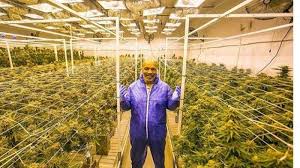 Dari kisah hidup mike tyson, dari gembel kembali menjadi gembel di atas kita bisa belajar banyak hal, nih. Mike Tyson Sang Juara Pemilik Kebun Ganja 420 Ha Beritabeta
