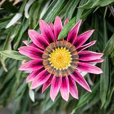 Jump to navigation jump to search. Gazania Rigens Wikipedia