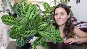 Pin On Plants