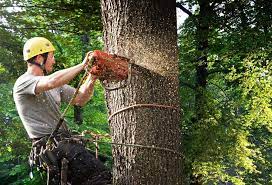 Residential Tree Removal Service Near Alpharetta Tree Removal Service Tree Care Urban Tree