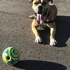 Parker's animal rescue strives to rescue, foster and find permanent loving homes for abandoned dogs and puppies in la plata county and the rural four corners. All Breed Rescue Training In Colorado Springs Colorado