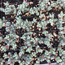 Image result for Delosperma mahonii