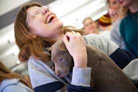 Nothing quite like a cuddly puppy to melt away pre-finals stress. Thank  you, Wayside Waifs, for bringing these precious pups to our law students!
