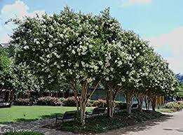 Shop now for over 500 species of tree and shrub seeds for sale. Amazon Com 6 Pack Natchez White Crape Myrtle Trees Garden Outdoor