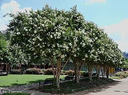 One of the growing traits of a crape myrtle that makes them good for propagating by cuttings is their ability to sucker. Amazon Com 6 Pack Natchez White Crape Myrtle Trees Garden Outdoor