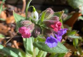 Image result for Pleiotaxis pulcherrima