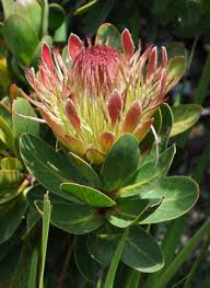 Image result for Protea rupestris