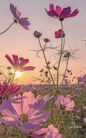 Pin By Carolyn Scalisi On Rasteniya Flowers Photography Flowers Photography Wallpaper Spring Scenery