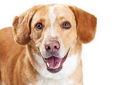 The Beagle Lab Mix Beagador A Curious Combination Of Two Popular Breeds