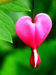 Bleeding Heart Close Up Bleeding Heart Flower Bleeding Heart Flower Heart