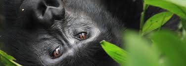 Image result for gorilla teeth