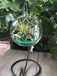 Air Plant Terrarium Idees Pour La Maison Idee Pates Polymeres