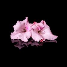 Pair Of Gladioli By Michelle Whitmore In 2021 Flower Iphone Wallpaper Gladiolus Flower Flower Watch