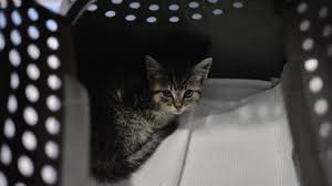 We did not find results for: Boulogne Sur Mer Un Chaton Jete D Une Voiture En Pleine Ville