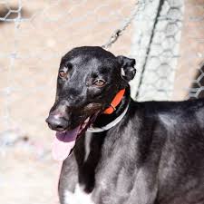 They're naturally gentle and loving dogs, who generally don't require a big backyard or a huge amount of exercise. Guess What We Have Two Greyhound Adoption Program Vic Facebook