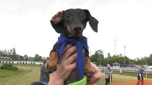 Akc registered male mini dachshund puppies, 2 boys available, 1 is black and 1 is black and tan, both are smooth short and sweet…this mini dachshund puppy is looking for a loving furever family! Watch As Dozens Of Dachshunds Dash For The Finish Line At A Vancouver Racetrack Ctv News