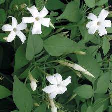 Waiting for buds and blooms. Hardy Jasmine Jasminum Officinale Common Jasmine For Sale