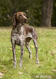 Image result for německý ohař krátkosrstý