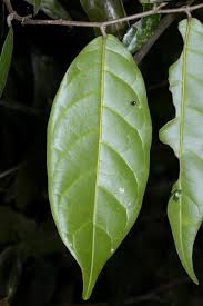 Image result for Dasylepis