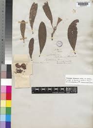 Image result for Voacanga thouarsii