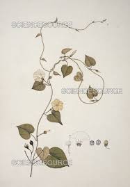 Image result for Ipomoea obscura