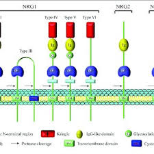We would like to show you a description here but the site won't allow us. Pdf Neuregulins In Neurodegenerative Diseases