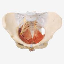 Study pelvic anatomy using smart web & mobile flashcards created by top students, teachers, and professors. Iso Female Pelvic Model With Pelvic Muscles And Pelvic Organs Pelvic Anatomy Model Buy Pelvic Model Female Genital Model Female Genital Model Product On Alibaba Com