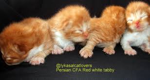 Perjuangan miuw melahirkan pertama kali, mengharukan. Proses Pengembangbiakkan Kucing Catatan Pengalaman Love Us More Than Others