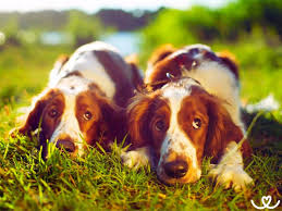 Image result for velššpringršpaněl