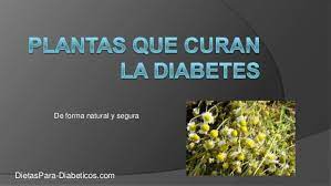 Tudo sobre diabetes, diabetes tem cura, o que é diabetes tipo 2, plantas que curam diabetes. Plantas Que Curan La Diabetes Medicina Natural
