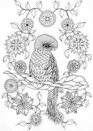 epingle sur colouring birds vecteur de coloriage requin